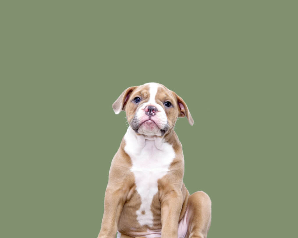 pitbull-puppy-image-with-text-great-dog-puppy-treats-and-chews