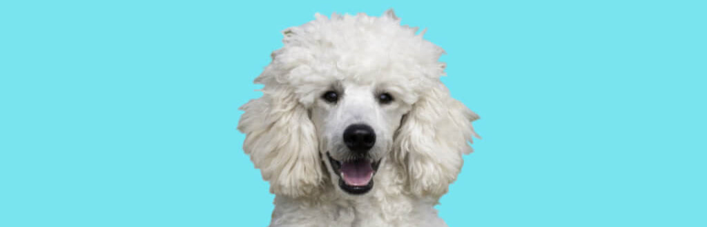 standard-poodle-image-with-text-bully-stick-alternatives-for-dogs