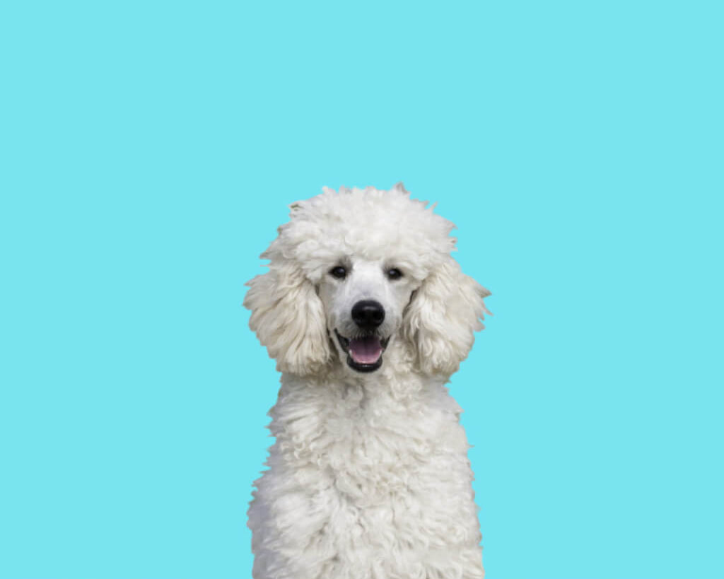 standard-poodle-image-with-text-bully-stick-alternatives-for-dogs