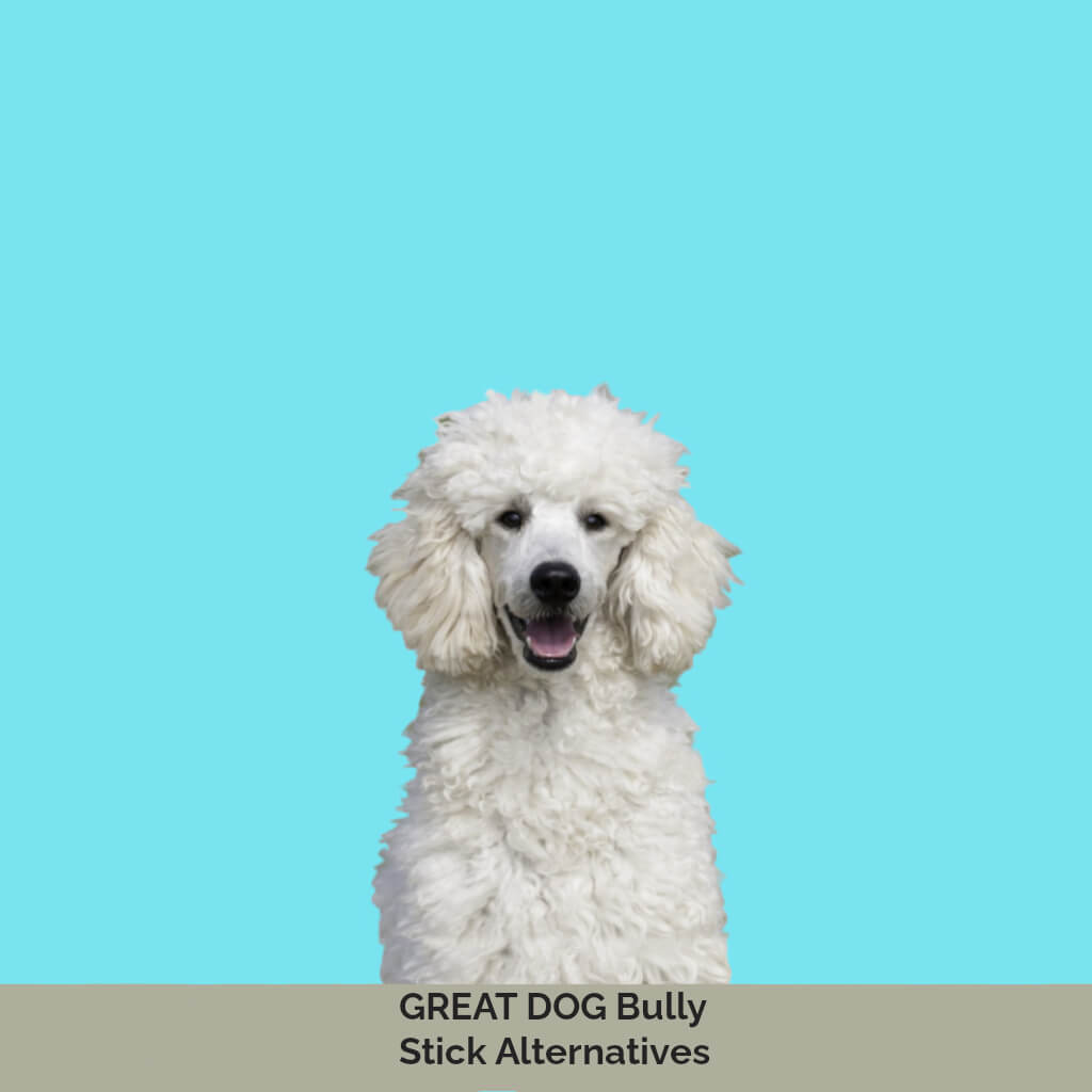 standard-poodle-image-with-text-bully-stick-alternatives-for-dogs