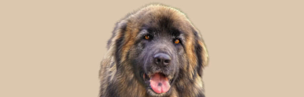 Bully Sticks (Pizzle)