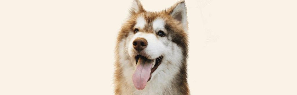 husky-dog-image-with-text-deals-on-dog-bones