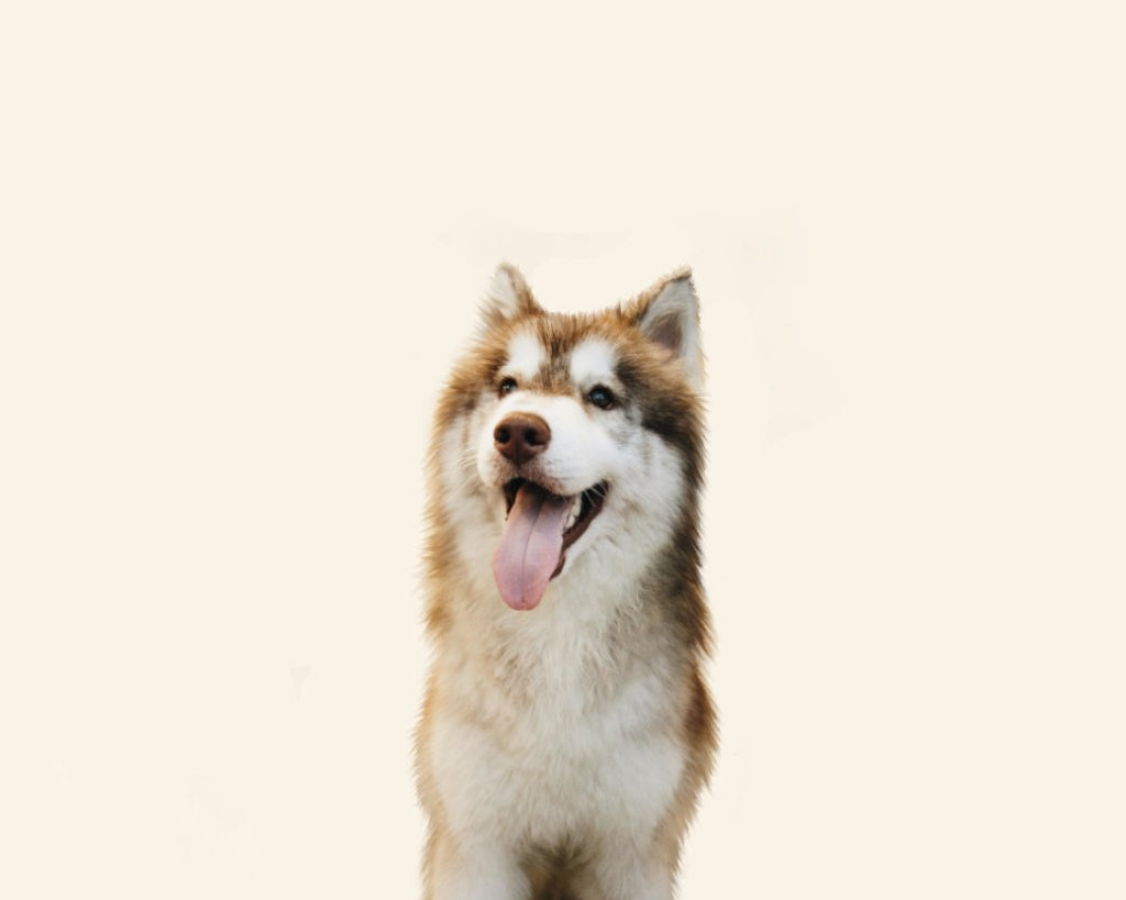 brown-husky-dog-image-with-text-deals-on-dog-bones