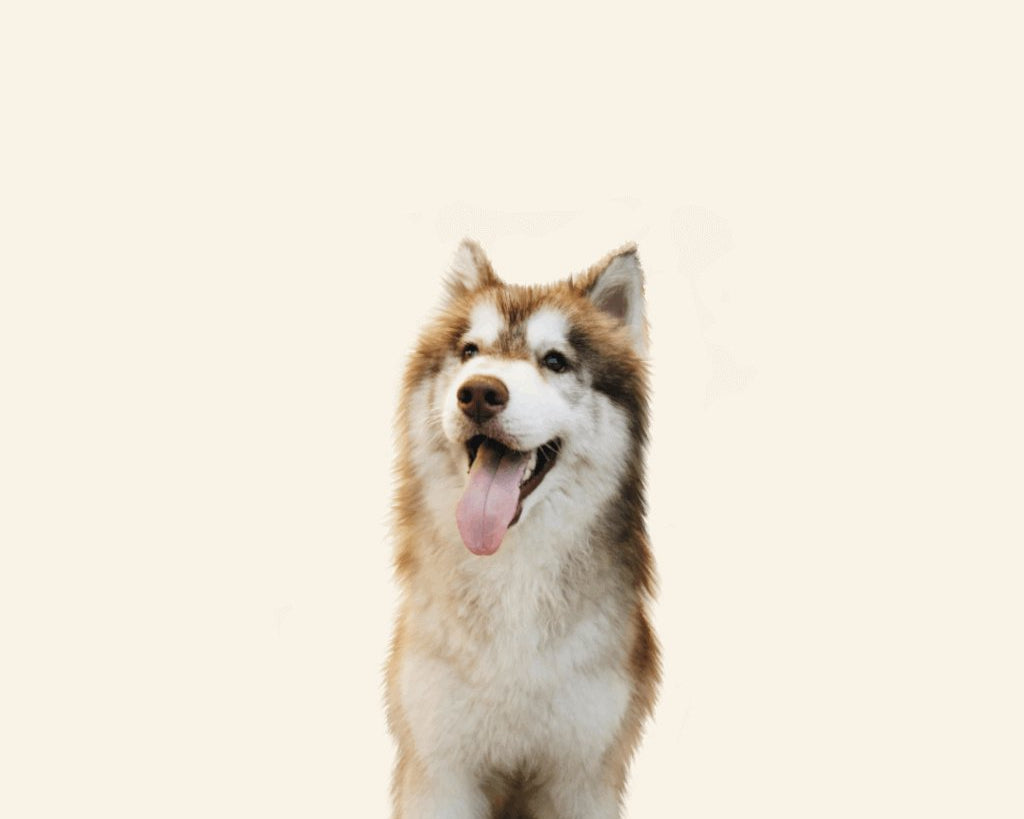 husky-dog-image-with-text-deals-on-dog-bones