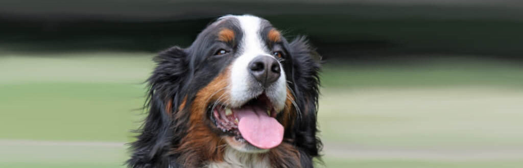 bernese-mountain-dog-image-with-text-great-dog-tendon-chews-for-dogs