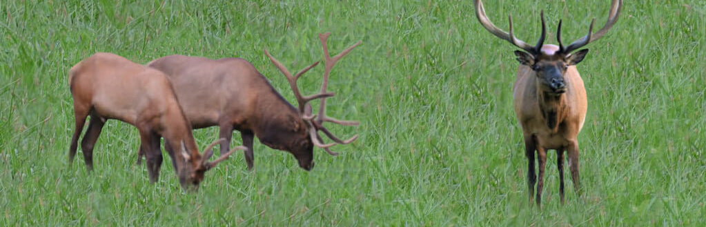 elk-in-field-image-with-text-antler-chews-for-dogs