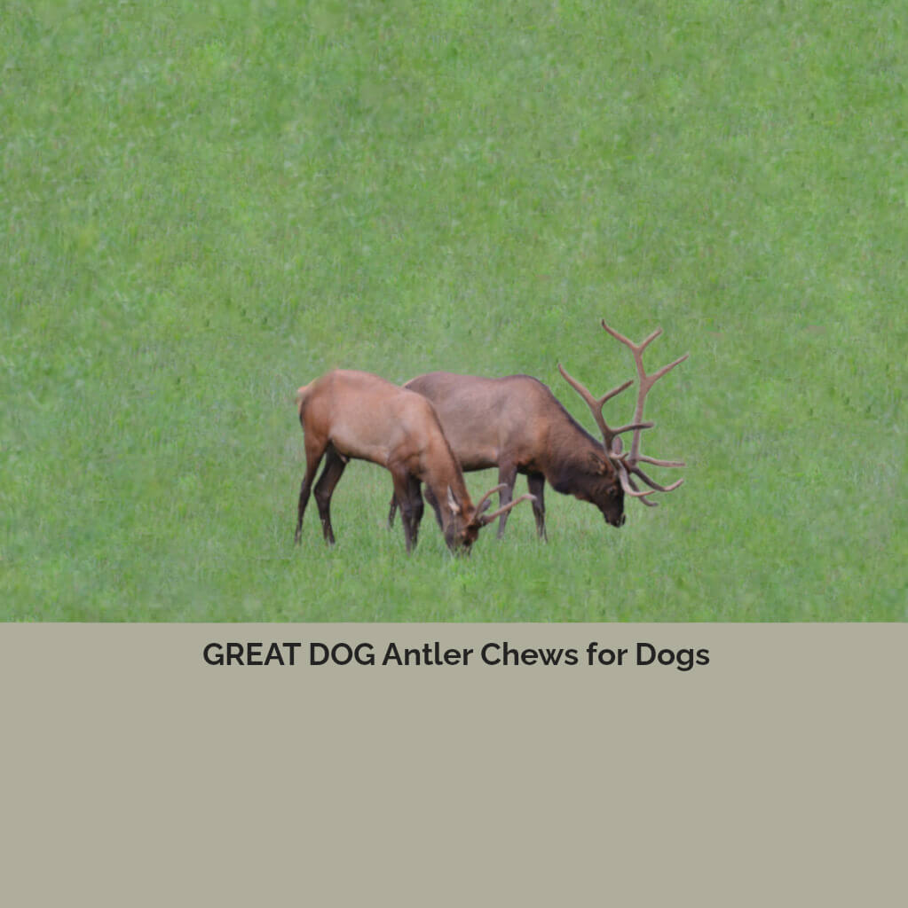 elk-in-field-image-with-text-antler-chews-for-dogs
