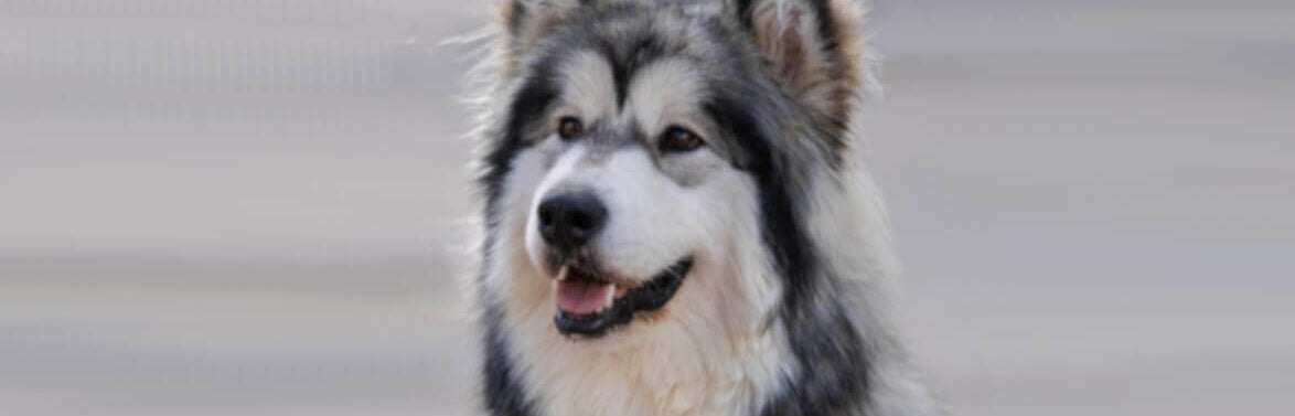 alaskan-malamute-dog-image-with-text-chicken-treats-for-dogs-collection