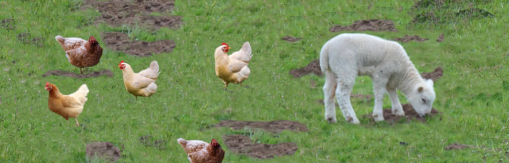 chicken-and-lamb-image-with-text-chicken-and-lamb-treats-for-dogs