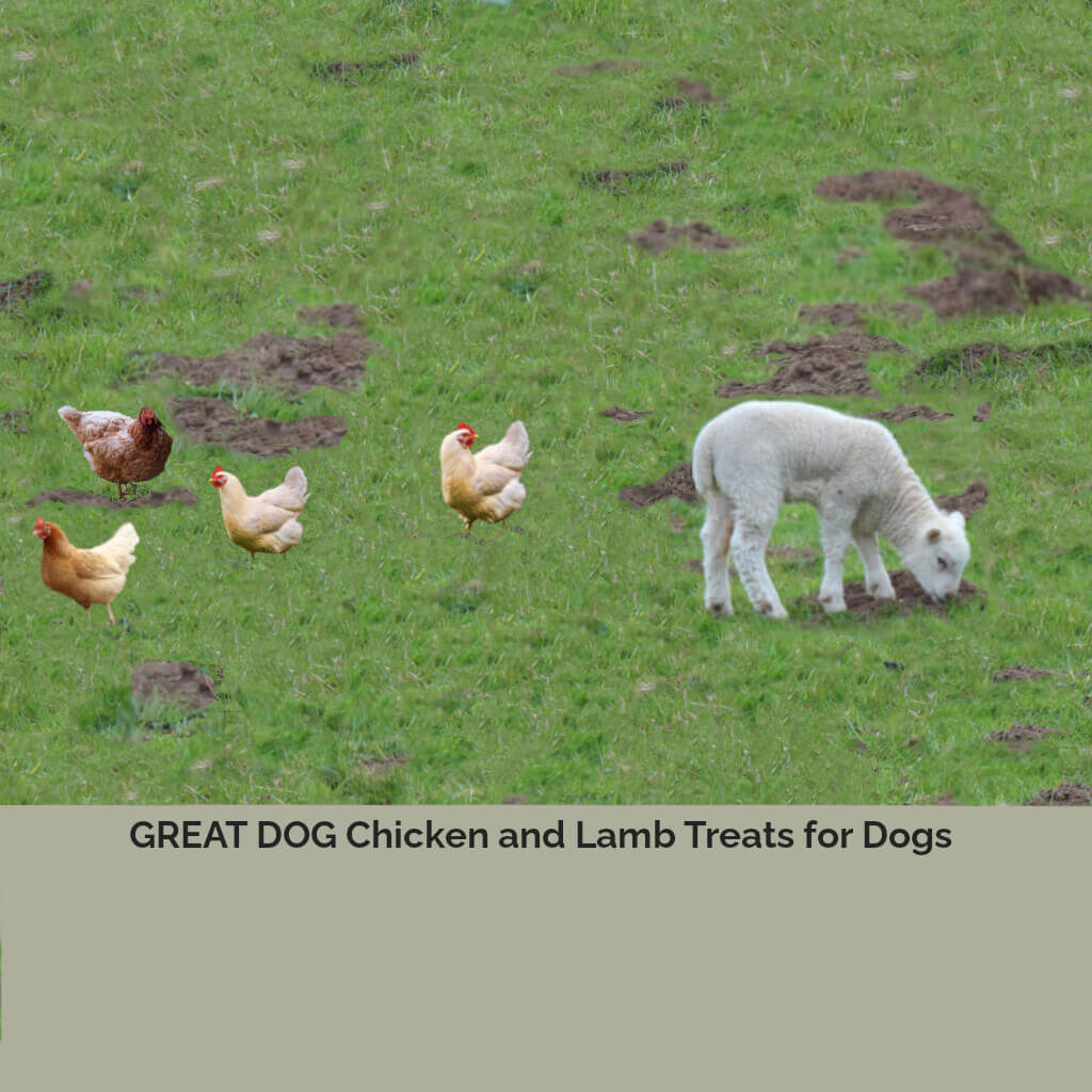 chicken-and-lamb-image-with-text-chicken-and-lamb-treats-for-dogs