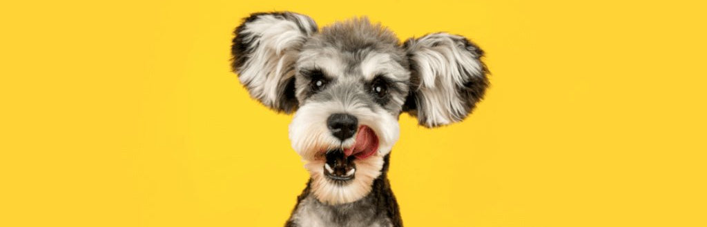 schnauzer-dog-image-with-text-lamb-lung-treats-for-dogs