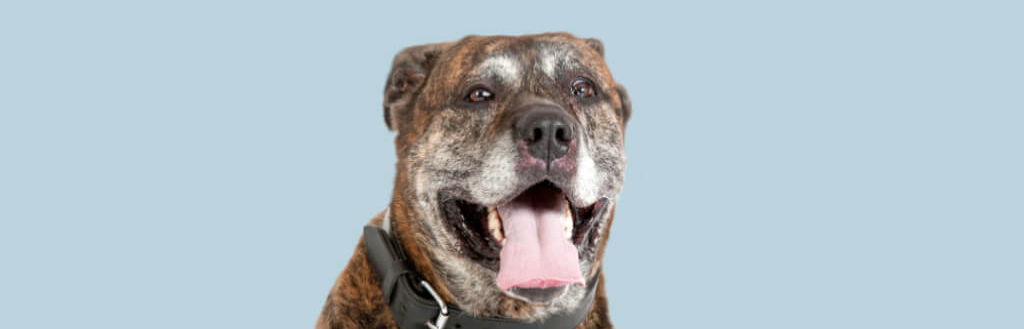 pit-bull-image-with-text-elk-antler-chews-for-dogs