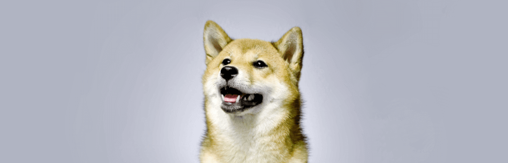 shiba-inu-dog-image-with-text-happy-tugs-dog-pull-toys