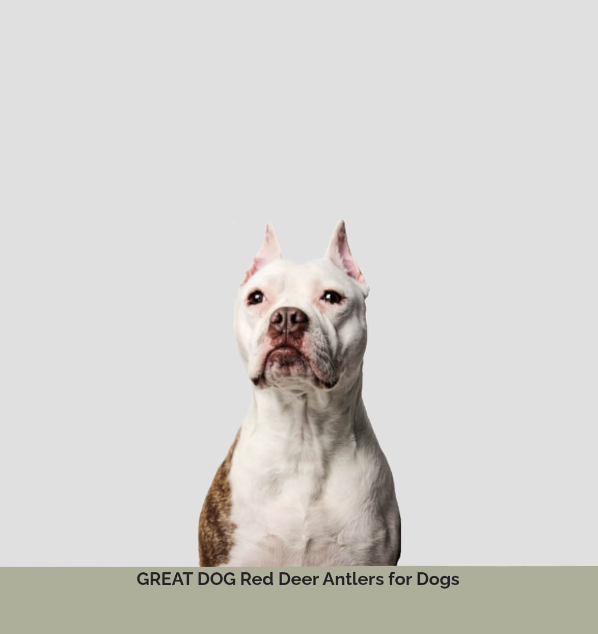 pitbull-dog-image-with-text-red-deer-antler-chews-for-dogs