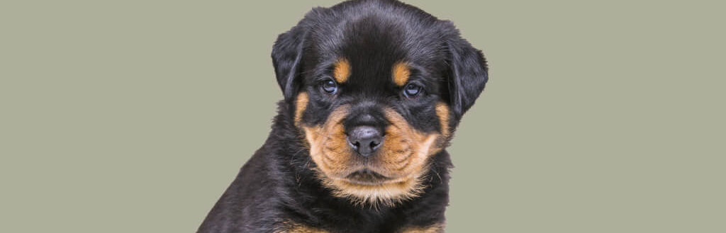 rottweiler-puppy-image-with-text-great-dog-products-on-sale
