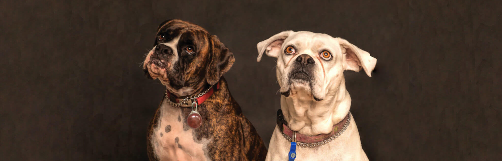 boxer-and-pitbull-image-with-text-dog-accessories-and-toys-collection