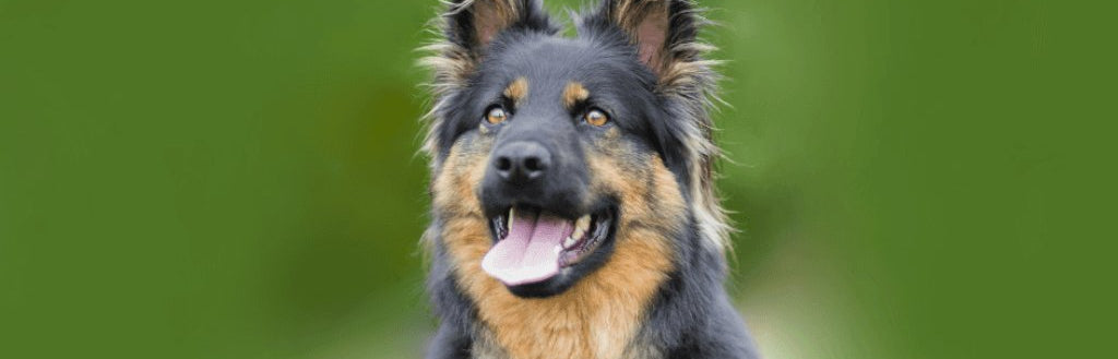 german-shepherd-dog-image-with-text-hooked-on-tails-dog-tail-hook-sets