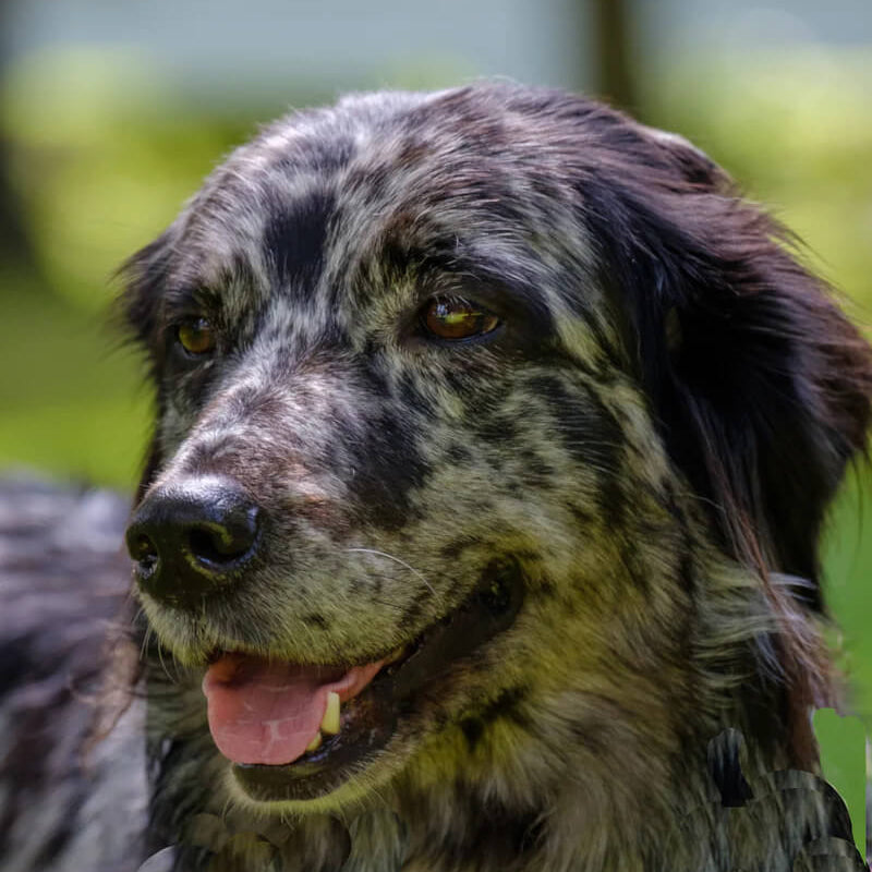 australian-shepherd-image-with-text-bison-treats-chews-rich-in-flavor