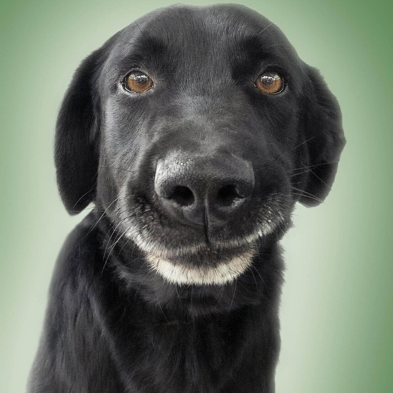 black-lab-image-with-text-bison-treats-chews-us-sourced-and-manufactured