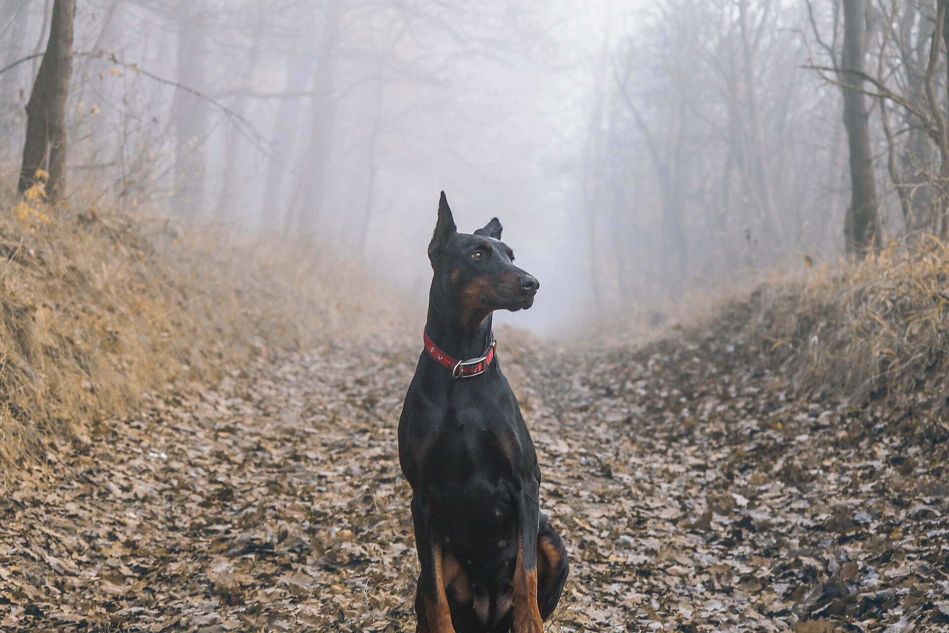 doberman-dog-image-with-text-how-great-dog-co-got-its-start