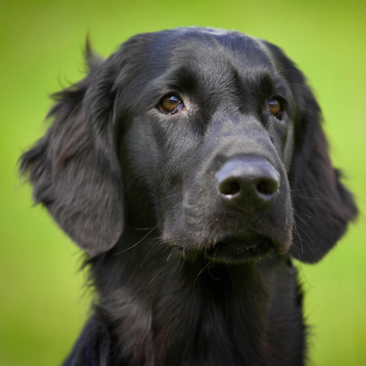flat-coated-retriever-image-with-text-bison-treats-chews-ideal-for-dog-with-allergies