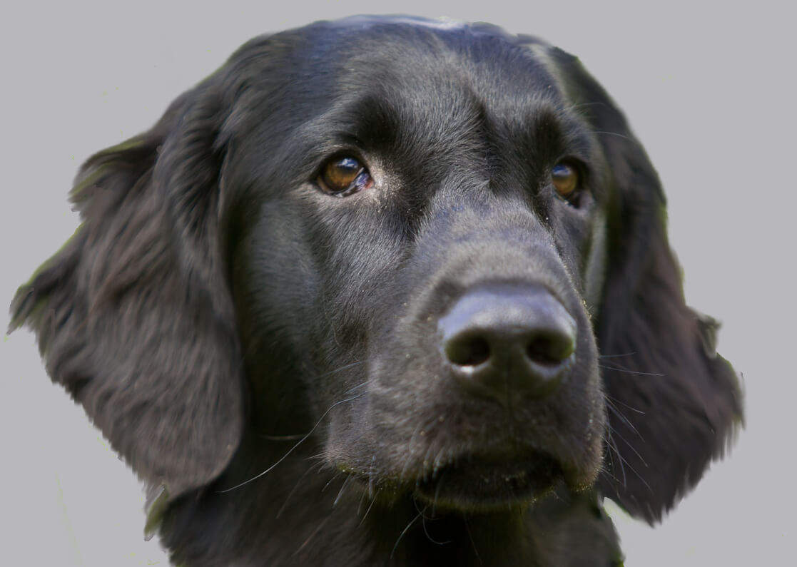 flat-coated-retriever-representing-our-promise-to-customers-pledge