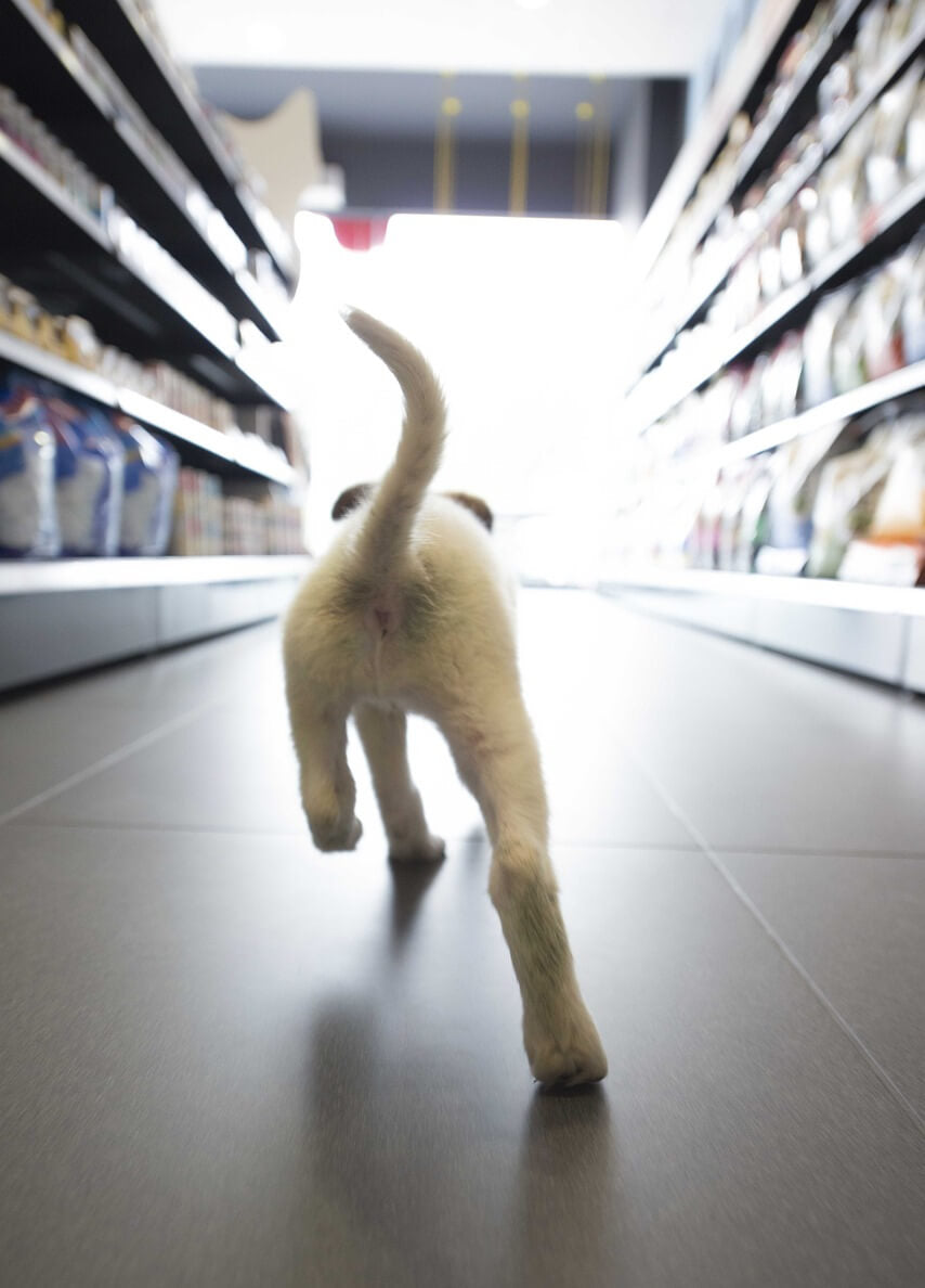 small-dog-in-pet-store-image-with-text-great-dog-wholesale-inquiries