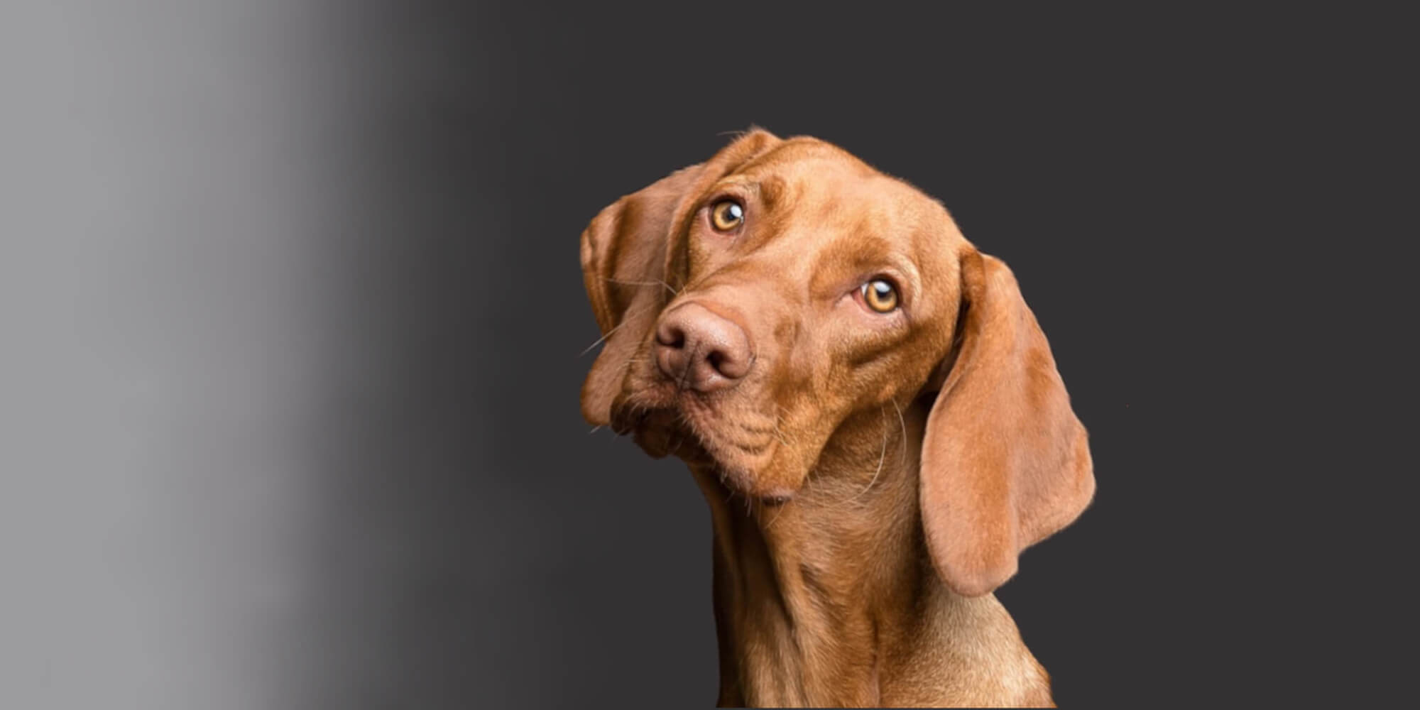 vizsla-dog-image-with-text-highest-quality-single-ingredient-dog-treats-and-chews