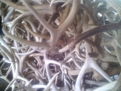 Fresh Elk Antlers at GREAT DOG!