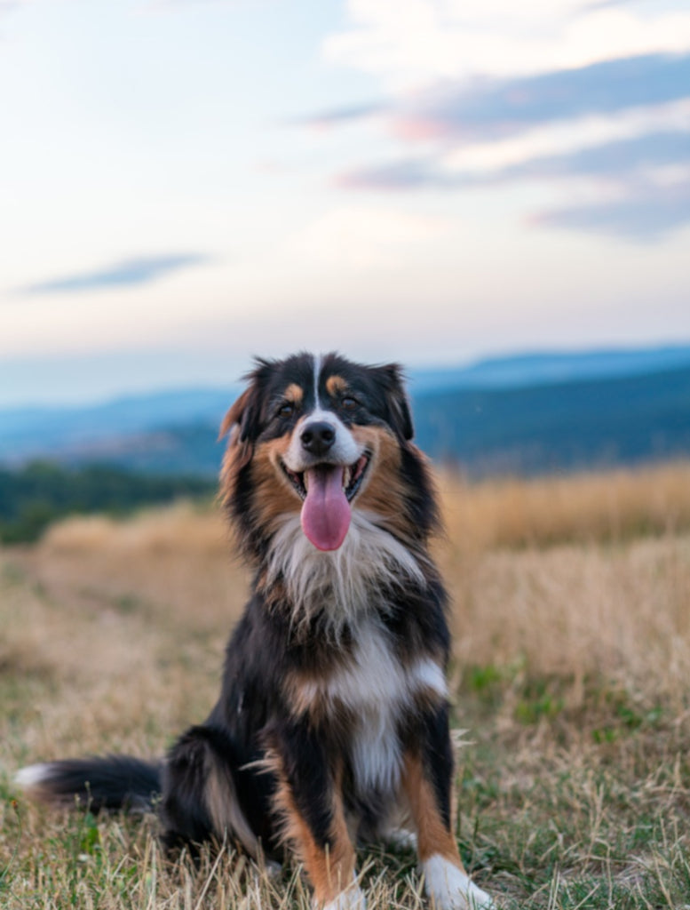 Beef Weasand for Dogs