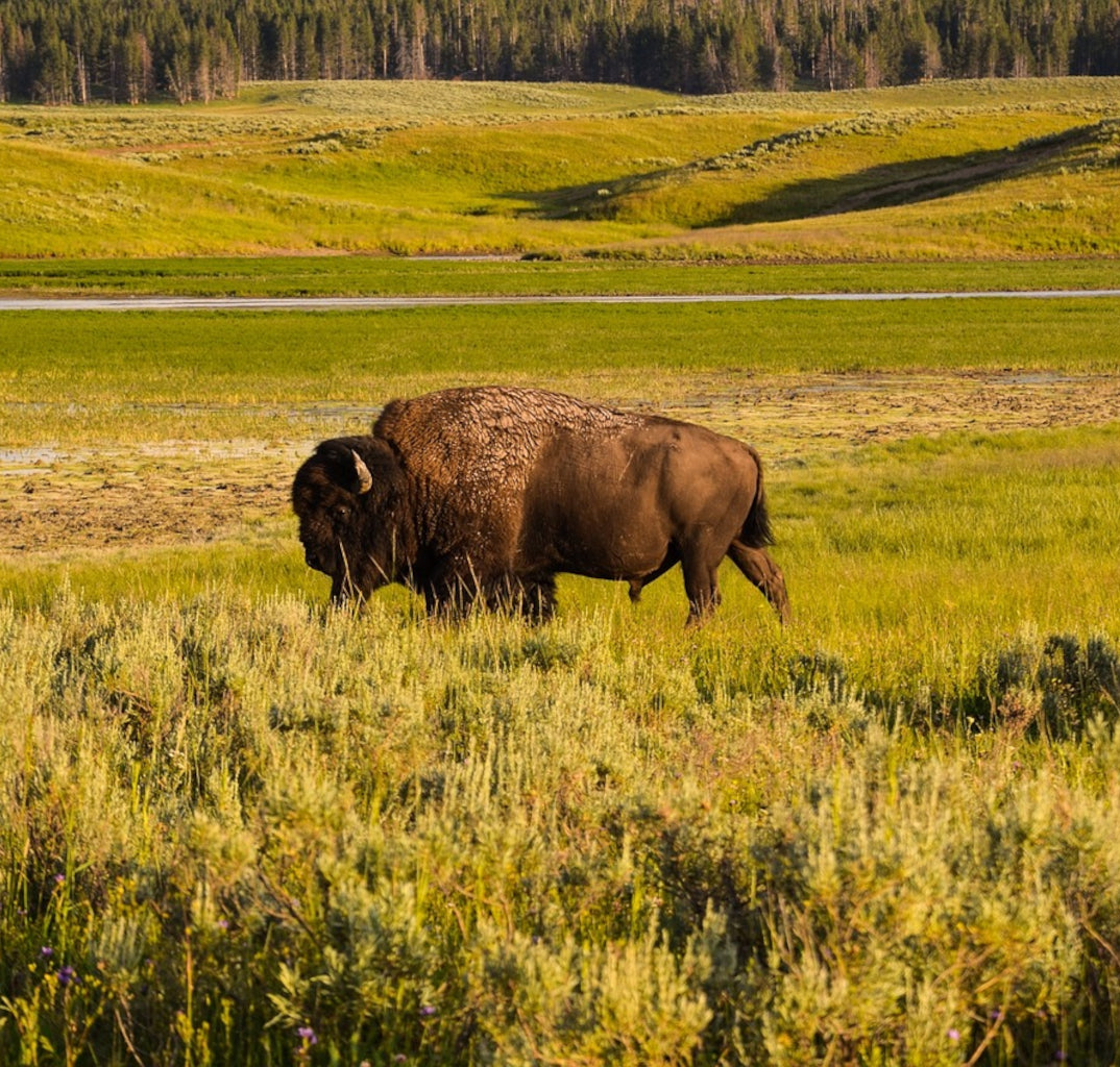 Healthy Dog Treats and Chews - Great Dog Co.