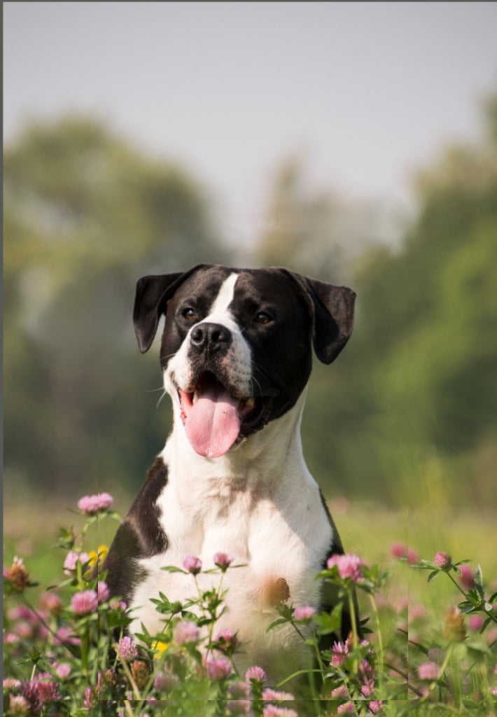Bully Stick Alternatives Dogs and Humans Absolutely Love!