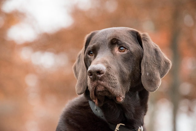Best Single-Ingredient Dog Treats: What to Look For & What to Avoid