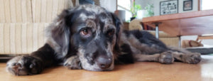 Meet Newest GREAT DOG Family Member!