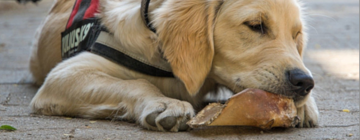 5 Best Single Ingredient Dog Chews