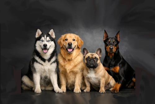 Which Dog Chew Is Best? A Guide to Bison, Beef, Lamb, Chicken & Elk Antlers