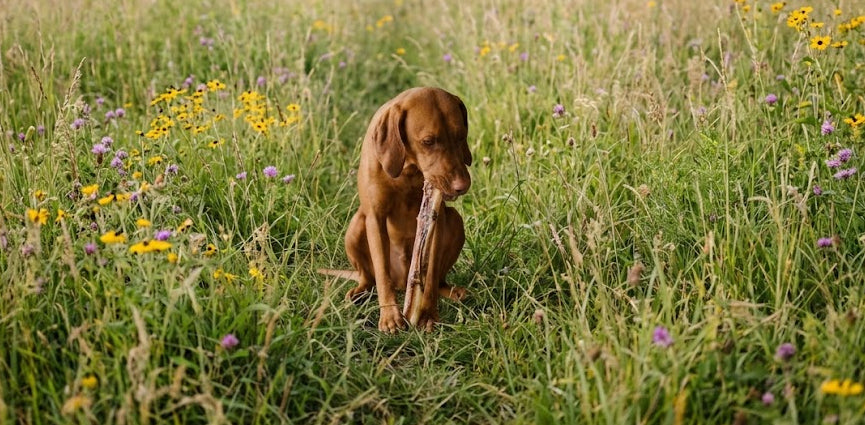 The Anatomy of a Chew: What Happens to Your Dog’s Brain & Body When They Gnaw