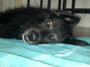 The Very Definition of a GREAT DOG - Stanley!