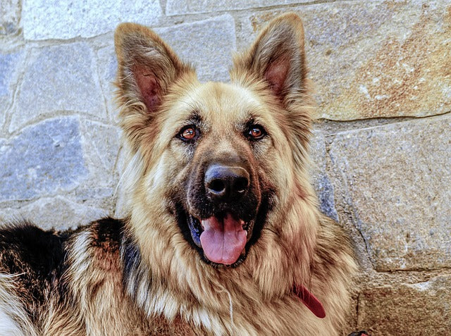 The Best Dog Chews by Age and Size: A Guide to Safe, Healthy Chewing at Every Life Stage