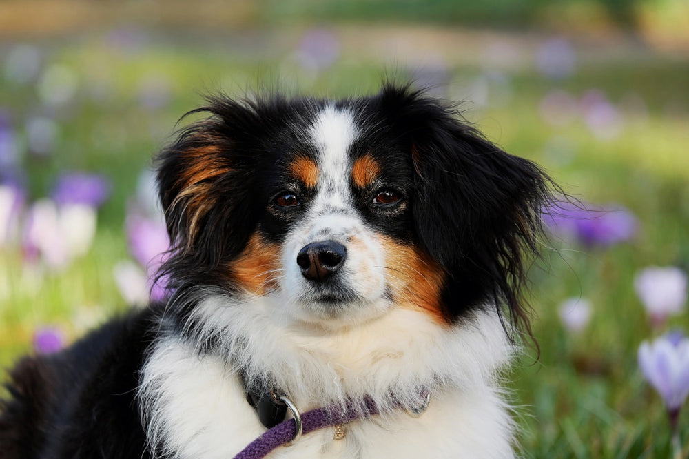 australian-shepherd-dog-image-with-text-long-lasting-dog-chews