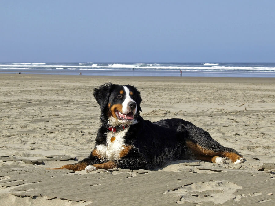 bernese-mountain-dog-image-on-beach-with-text-tendon-chews-for-dogs