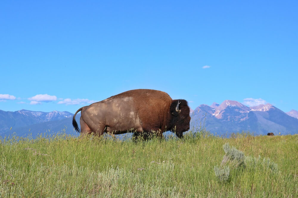 bison-in-field-image-with-text-bison-dog-treats-chews-and-bones