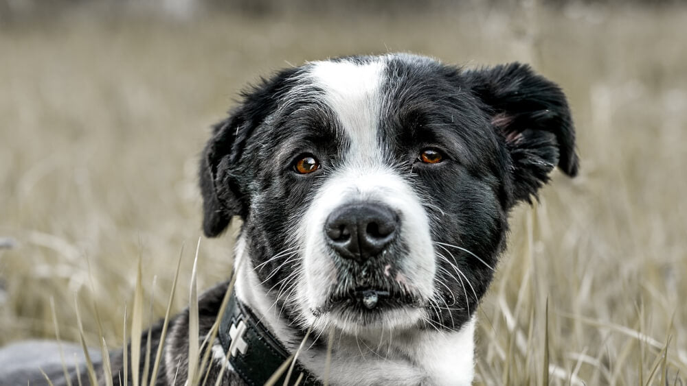 black-and-white-dog-image-with-text-dog-chews-for-aggressive-chewers