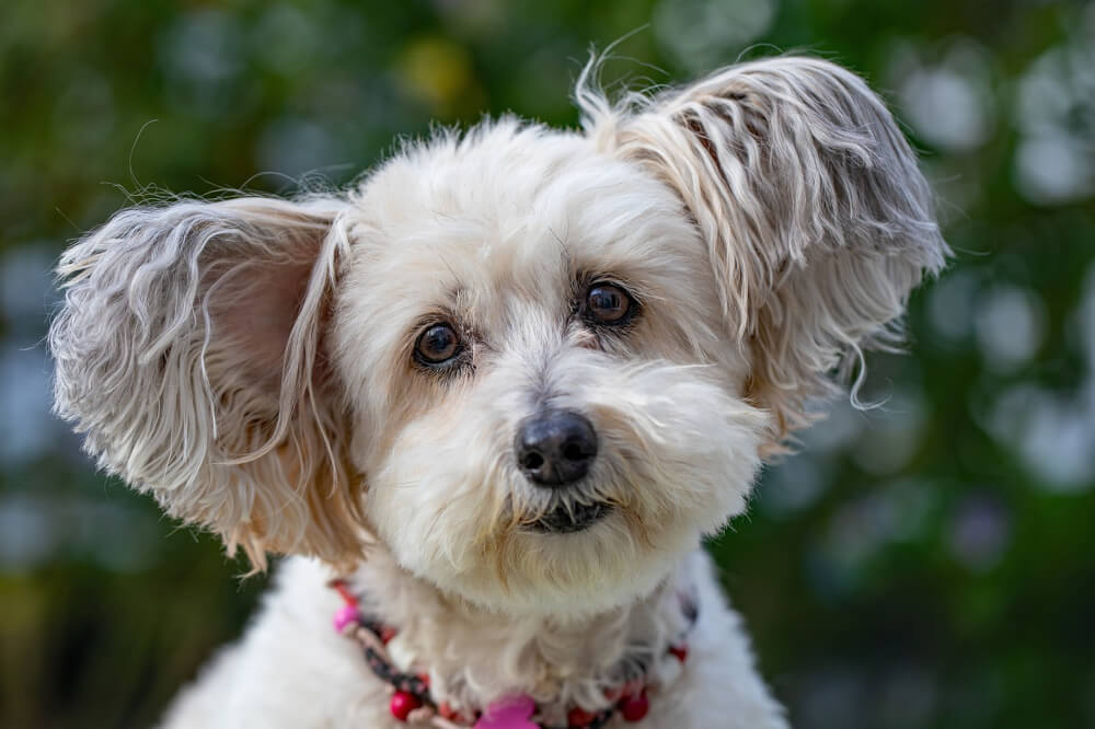 close-up-image-of-poodle-with-text-its-a-great-time-to-be-a-dog