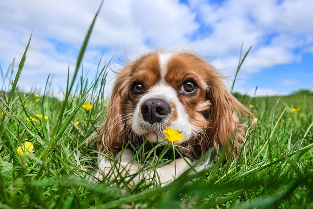 What Makes a Dog Chew Digestible? The Science Behind Safe and Healthy Chews.
