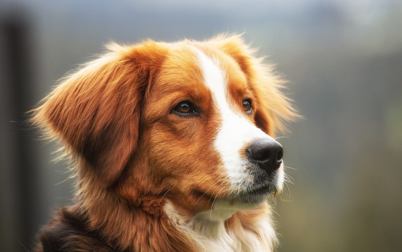 Why U.S.-Sourced Dog Treats Are Safer: A Dog Parent’s Guide to Smarter Treats and Chews