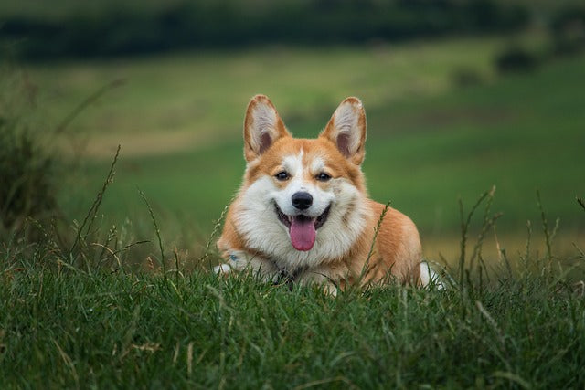 How to Tell If a Dog Chew Is Truly Single Ingredient: What Pet Owners Need to Know