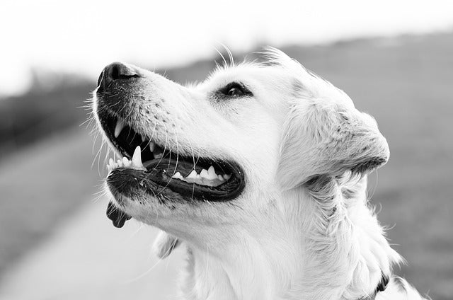 Can Dog Chews Be Part of a Dental Health Routine? Here’s What Vets Say
