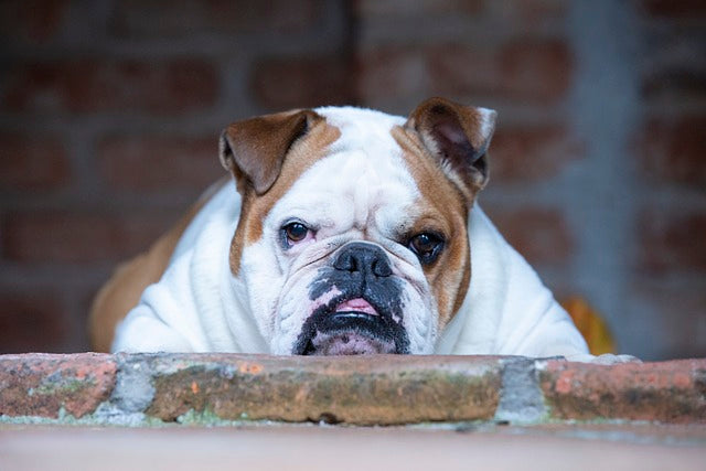 What Your Dog’s Chewing Style Says About Them (And How to Choose the Right Chew)