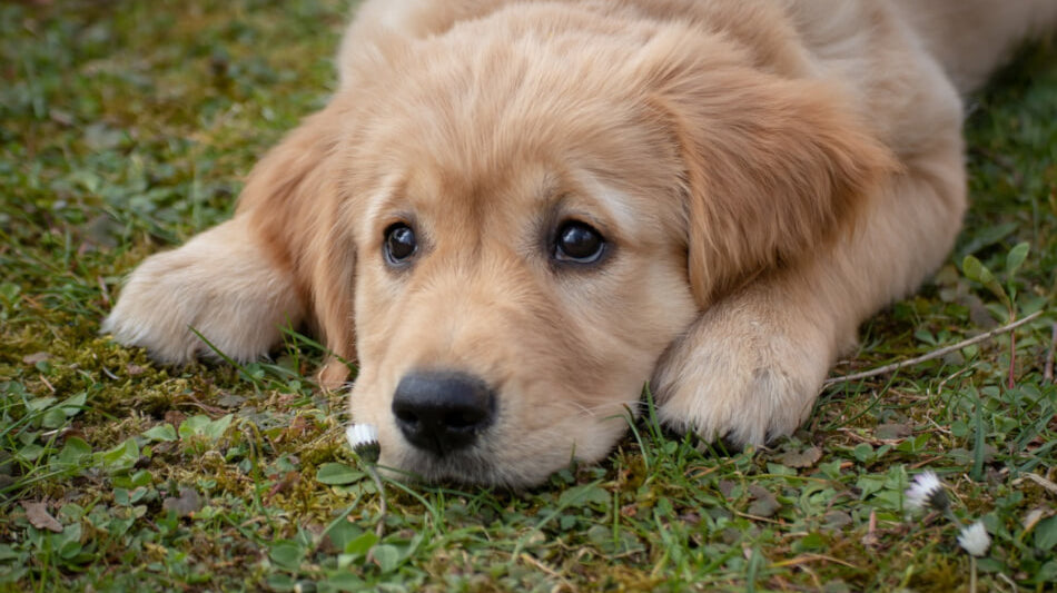 golden-retriever-puppy-image-with-text-best-dog-treats-for-puppies